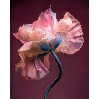 Botanical Grace 9, Photograph by Michael Filonow For Sale