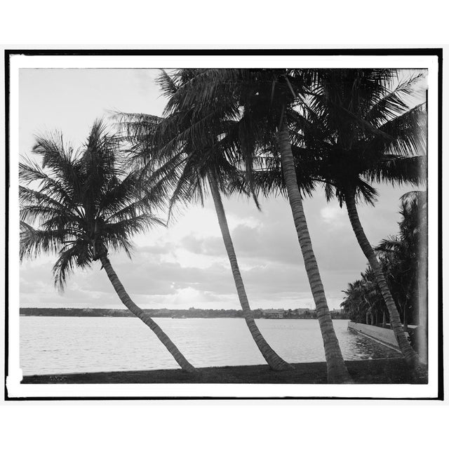 Vintage Palm Tree Photograph, Palm Beach, Set of 2 For Sale - Image 4 of 4
