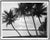 Vintage Palm Tree Photograph, Palm Beach, Set of 2 For Sale - Image 4 of 4