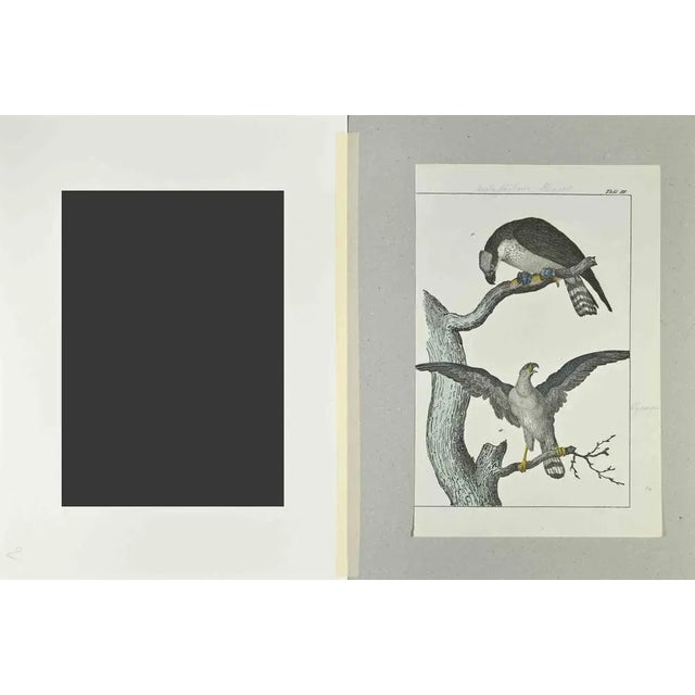 Eagle Fisherman is an etching hand colored realized by Gotthilf Heinrich von Schubert - Johann Friedrich Naumann,...