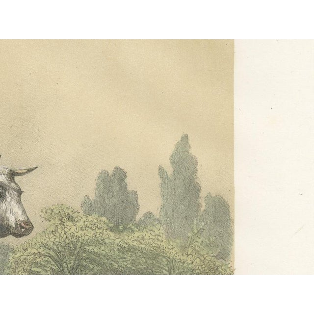 Emilie, Durham Shorthorn Cow of Corbon, 1873, Paper For Sale - Image 4 of 12