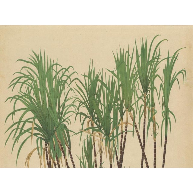 Late 19th Century Teboe Goela Java, 1892, Paper For Sale - Image 5 of 11