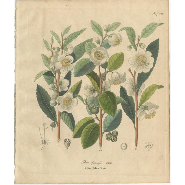 Antique Tea Botanical Print, Thea Chinensis, Hand Colored, c.1831 This elegant botanical engraving depicts Thea chinensis,...