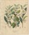 Antique Tea Botanical Print, Thea Chinensis, Hand Colored, c.1831 This elegant botanical engraving depicts Thea chinensis,...