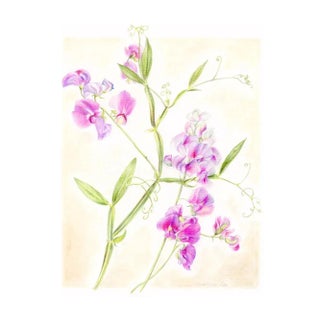 Vintage Style Floral, Original Botanical Sweet Peas Mixed Media Drawing For Sale