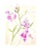 Vintage Style Floral, Original Botanical Sweet Peas Mixed Media Drawing For Sale