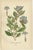 Sea-Pink, Ceratostigma and Primrosel, 1897, Paper, Set of 3 For Sale - Image 3 of 6