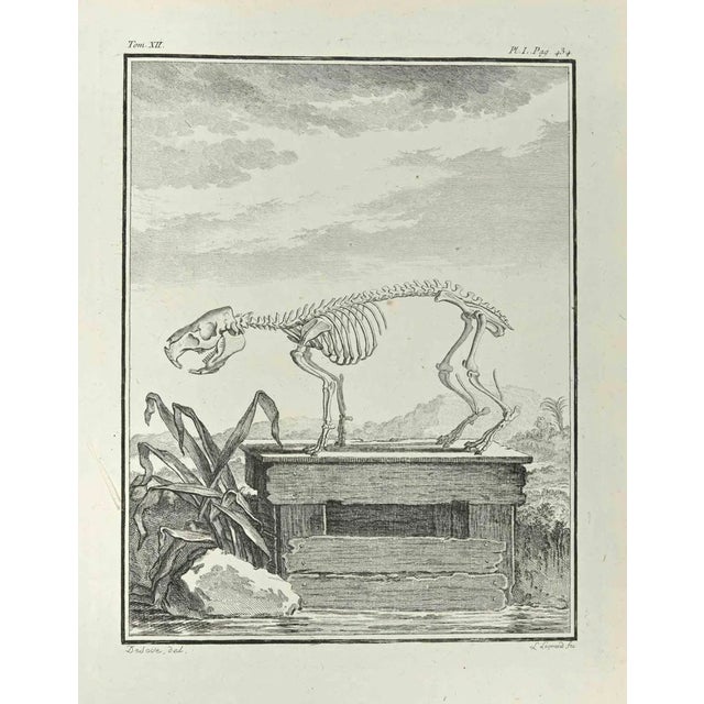 Louis Legrand, Skeleton, Etching, 1771 For Sale