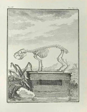 Louis Legrand, Skeleton, Etching, 1771