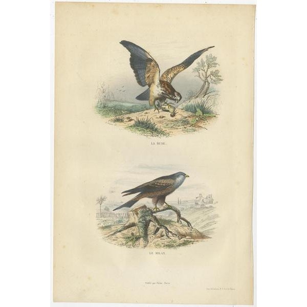 Buffon, Osprey, Eagle, Buzzard, Falcon, 1839, Prints, Set of 4 For Sale - Image 3 of 6