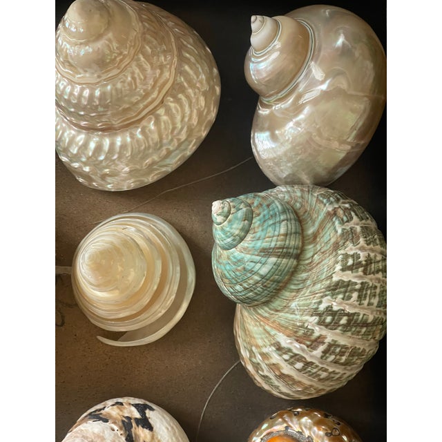 1960s 1960s Gorgeous Large Turno Sea Shell Collection in a Shadow Box For Sale - Image 5 of 5