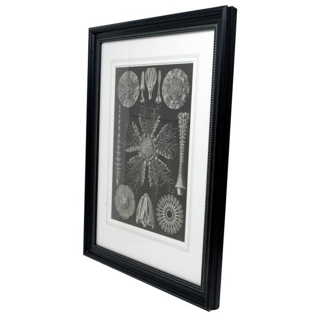 Mid Century Modern black and white natural history lithograph showing a variety of shells. Presented in white matting,...