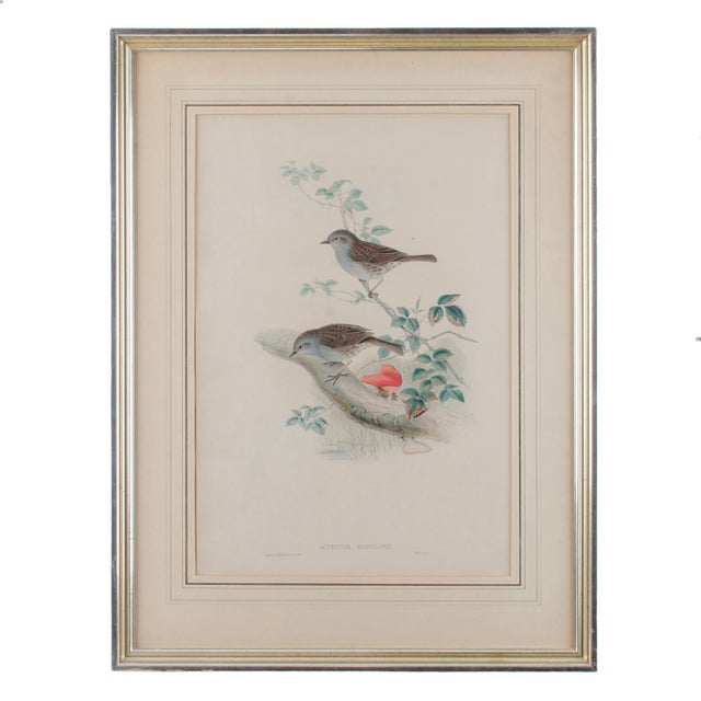 Antique White Gould Accentor Modularis For Sale - Image 8 of 8