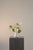 Contemporary Spring Morning Floral Arrangement by Apartment 387 For Sale - Image 3 of 8