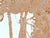 2020s Mike Hoggg "Jungle Beast" Contemporary Neutral Toned Abstract Big Cat Animal Lace Painting, 2024 For Sale - Image 5 of 10
