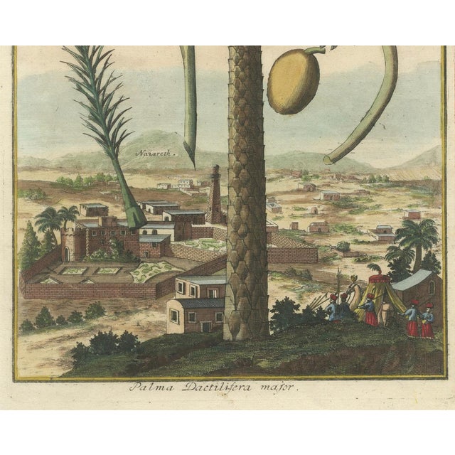 Early 18th Century J.C. Volkamer, Botanical Date Palm, 1713, Engraving For Sale - Image 5 of 9