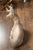 American 1950s Concrete Reclining Deer with Antlers and Weathered Appearance For Sale - Image 9 of 9