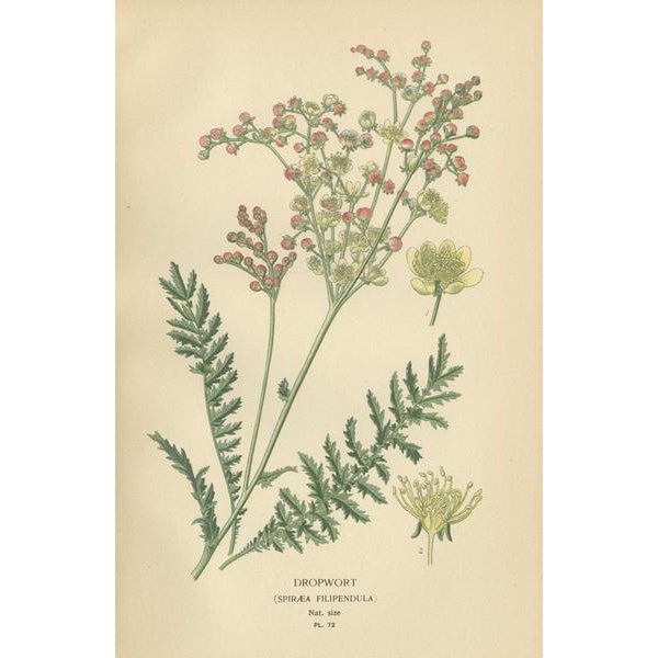 Edward Step, Roses Showcase, 1896, Prints, Set of 3 For Sale - Image 4 of 6