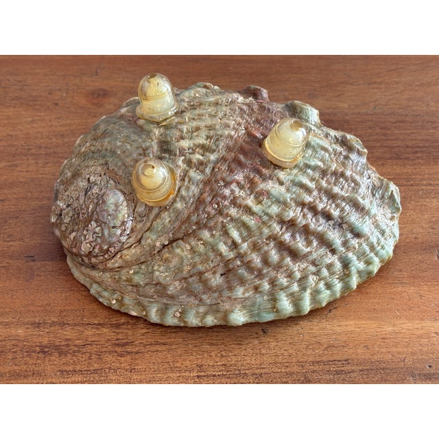 1980s 1980s Natural Abalone Shell Bowl on Acrylic Feet For Sale - Image 5 of 6