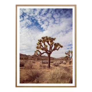 4:36pm Joshua Tree' Desert Landscape Photograph - 40" X 60" - by Mark Frohman For Sale