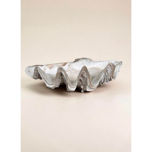 Vintage Natural Giant Clam Shell – 11.5” Scalloped Coastal Specimen Bowl For Sale - Image 4 of 7