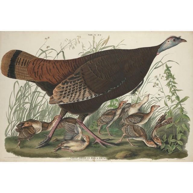 Sculpture Materials Vintage John James Audubon Reproduction Double Sided Prints - Collection of 4 For Sale - Image 7 of 9