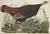 Sculpture Materials Vintage John James Audubon Reproduction Double Sided Prints - Collection of 4 For Sale - Image 7 of 9