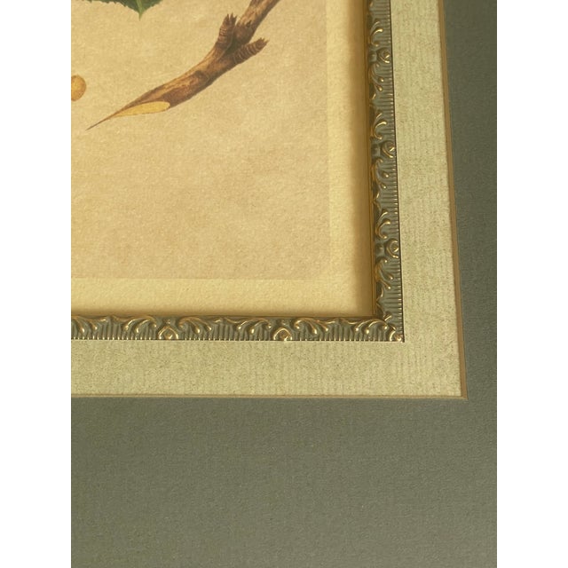 Set of Four Beautifully Framed Botanical Prints For Sale - Image 9 of 9