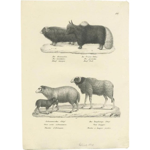 Schinz, Illustration of Oxen and Sheep, 1830, Print For Sale - Image 5 of 5