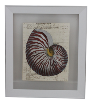 Painting of Red Nautilus on Manuscript Paper