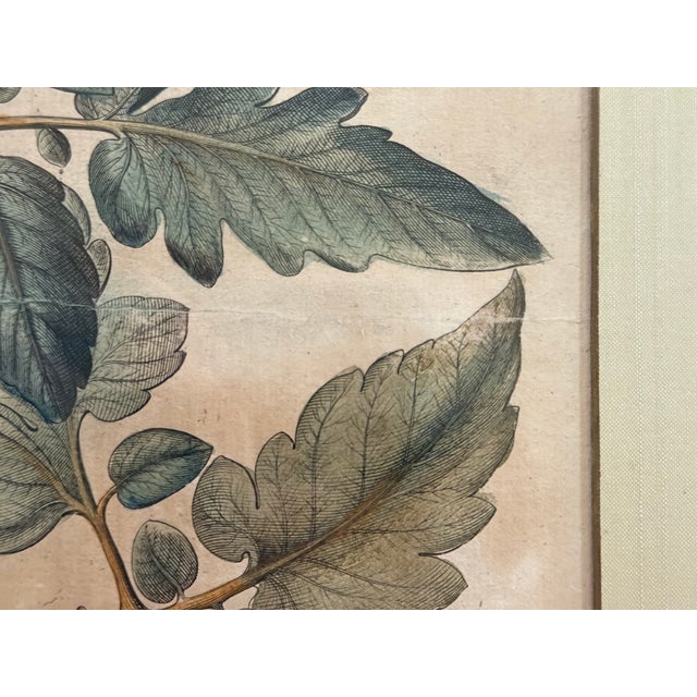 Paint Antique Hand-Colored Engraving — Tomato & Melon Botanical Print After Basilius Besler, Framed For Sale - Image 7 of 18