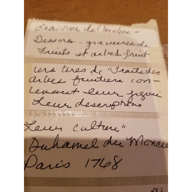 White 18th Century Strawberry Print For Sale - Image 8 of 9