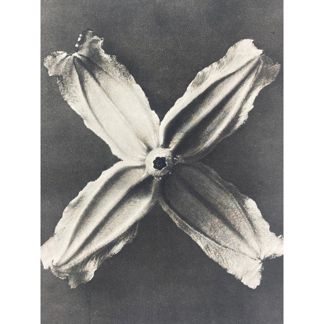 1940s Framed Botanical Blossfeldt Print - No. 21 For Sale - Image 4 of 5