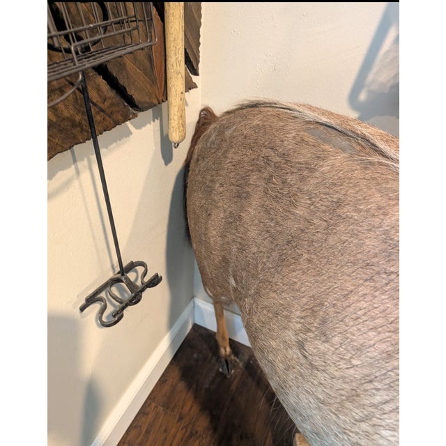 Full Body of a Greater Kudu/ African Antelope For Sale - Image 4 of 10