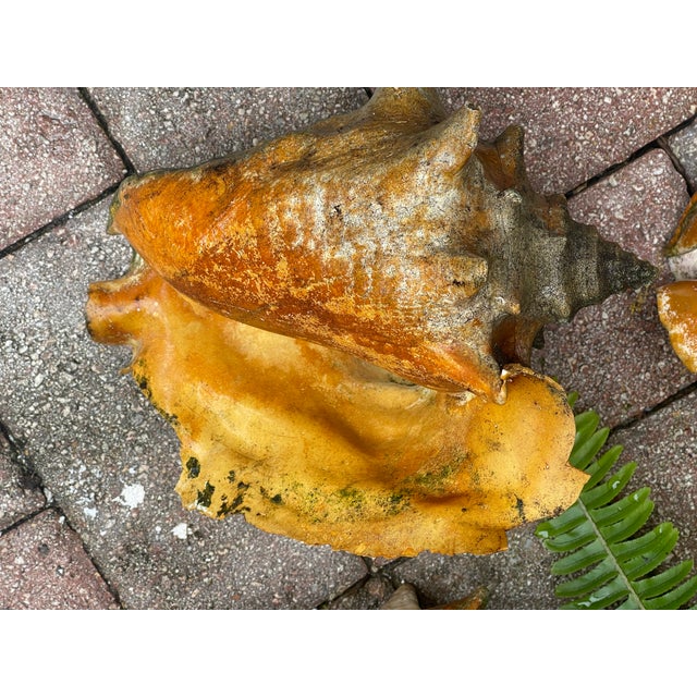 Burnt Orange 3 Large Antique Bahamas Conch Shells in Great Patina Distressed For Sale - Image 8 of 8