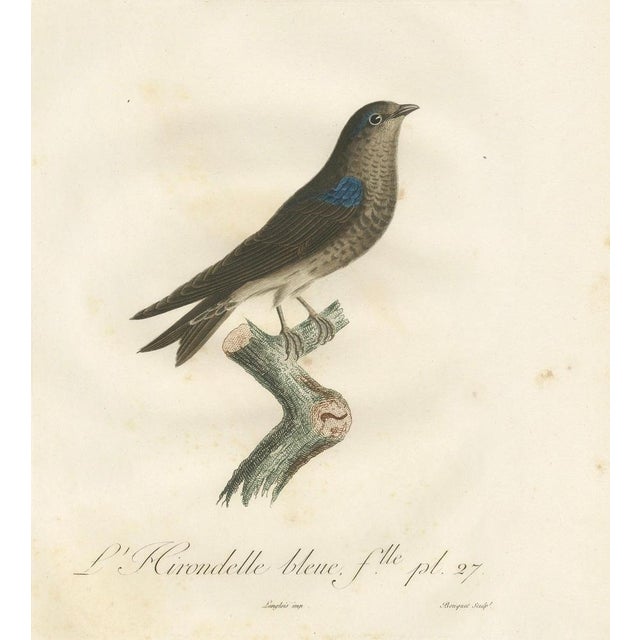 Paper The Blue Swallow, 1807, Print For Sale - Image 7 of 8