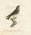 Paper The Blue Swallow, 1807, Print For Sale - Image 7 of 8