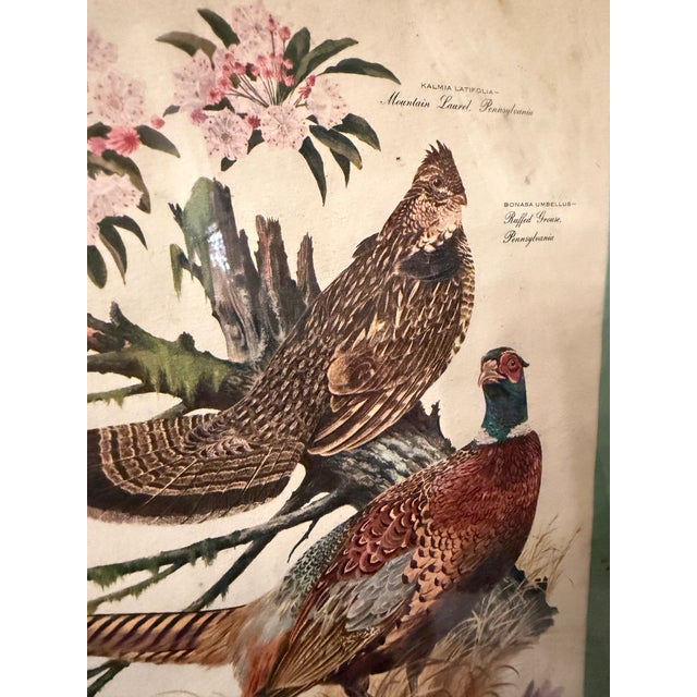 Vintage Sporting Bird Print, Framed For Sale In Charleston - Image 6 of 7