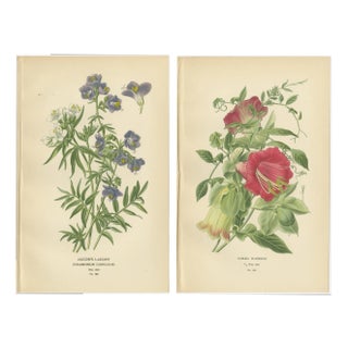 Ladder and Cup-and-Saucer Vine, 1897, Paper, Set of 2 For Sale