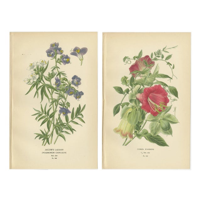 Ladder and Cup-and-Saucer Vine, 1897, Paper, Set of 2 For Sale