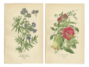 Ladder and Cup-and-Saucer Vine, 1897, Paper, Set of 2