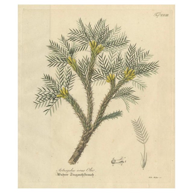 Astragalus Verus, 1800s, Paper For Sale - Image 9 of 9
