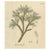 Astragalus Verus, 1800s, Paper For Sale - Image 9 of 9