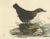 Early 19th Century Selby, Aquatic Songbirds Named Dippers, 1826, Hand-Colored Print For Sale - Image 5 of 7