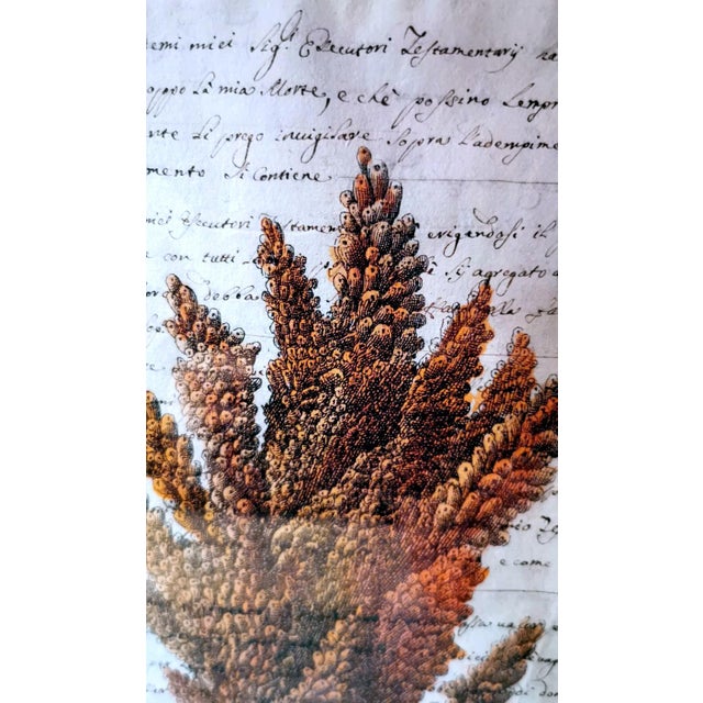 Paper Pair “Faux Bamboo” Frames With Old Italian Shell Prints With Overwritten Text. For Sale - Image 7 of 12