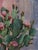 Prickly Pear in Flower by Terra Novak | Oil on wood Cactus with pink flowers and buds For Sale