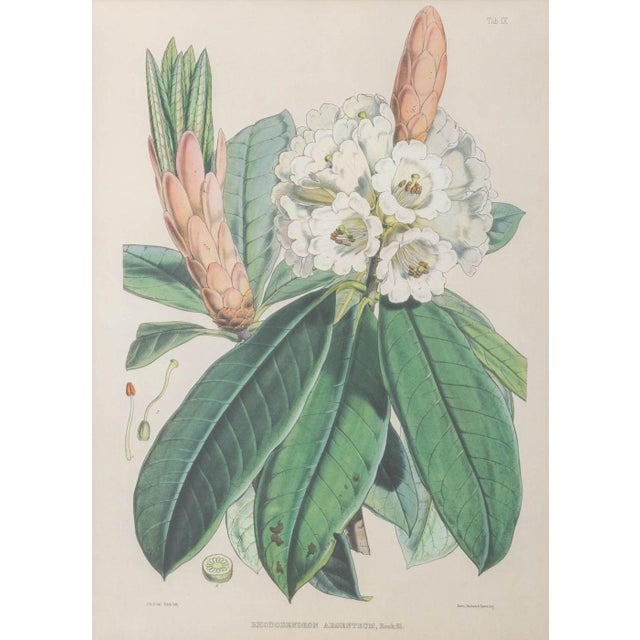 English Walter Hood Fitch Botanical Offset Lithographs, 2 For Sale - Image 3 of 16