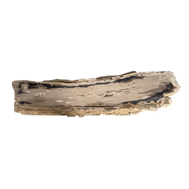 Early 21st Century Petrified Wood Bench by Xyleia Petrified Wood For Sale - Image 5 of 6