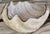 Nautical Pottery Barn Under the Sea Clam Chowder Bowl For Sale - Image 3 of 16