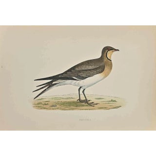 Alexander Francis Lydon, Pratincole, Woodcut Print, 1870 For Sale